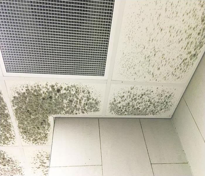 Mold and Fungus growing on ceiling tiles inside a building